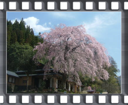 前川桜